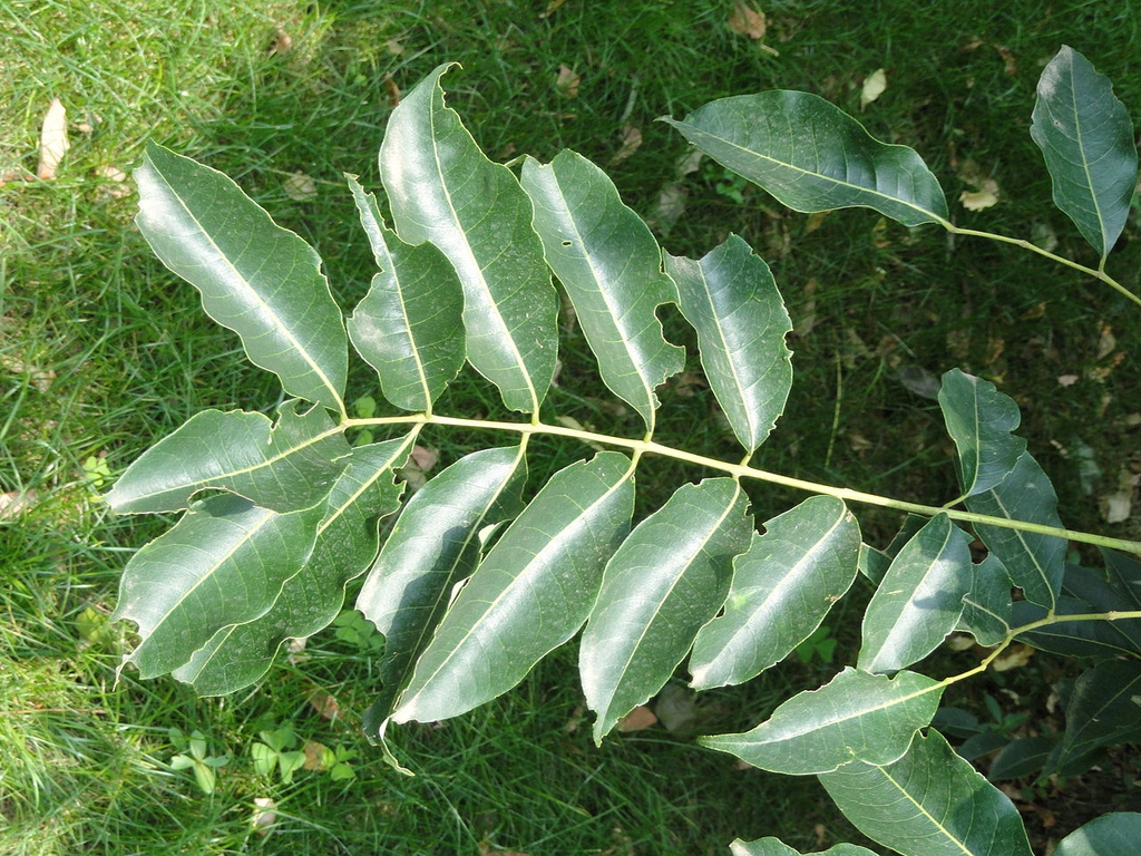 var. yunnanensis- leaves