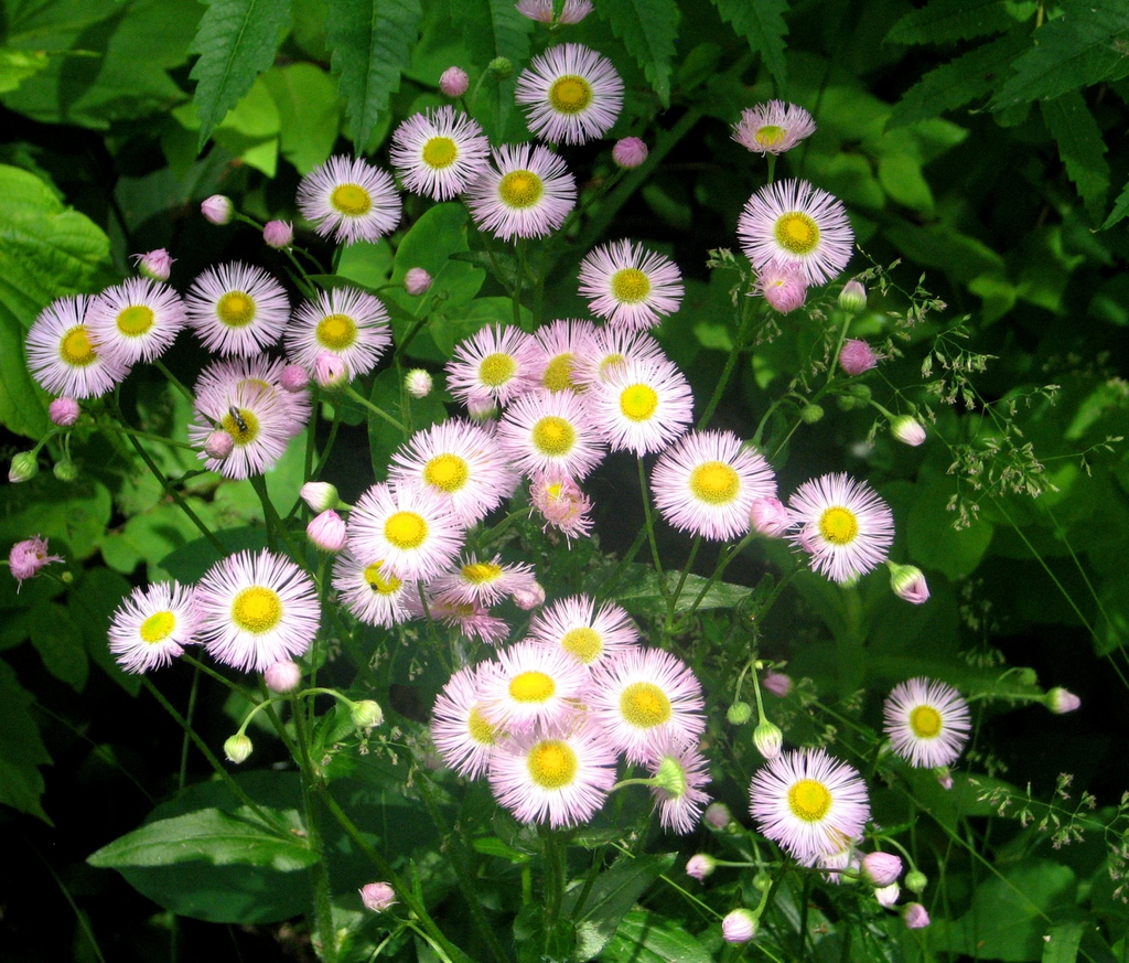 leaves and flowers
