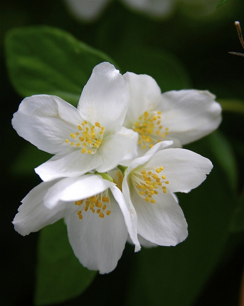 Philadelphus coronarius