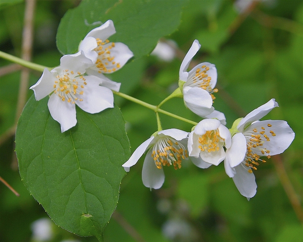 Philadelphus coronarius