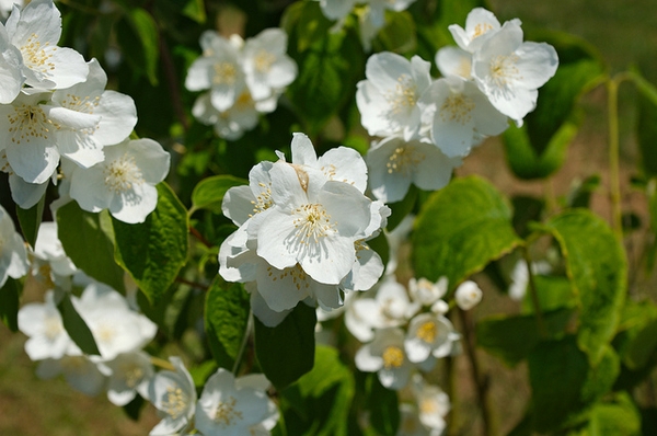 Flowers