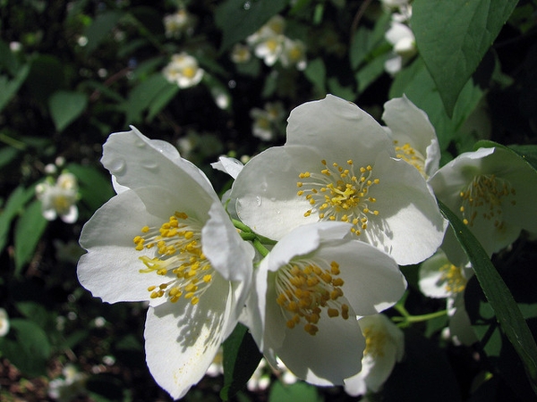 Close up of flower