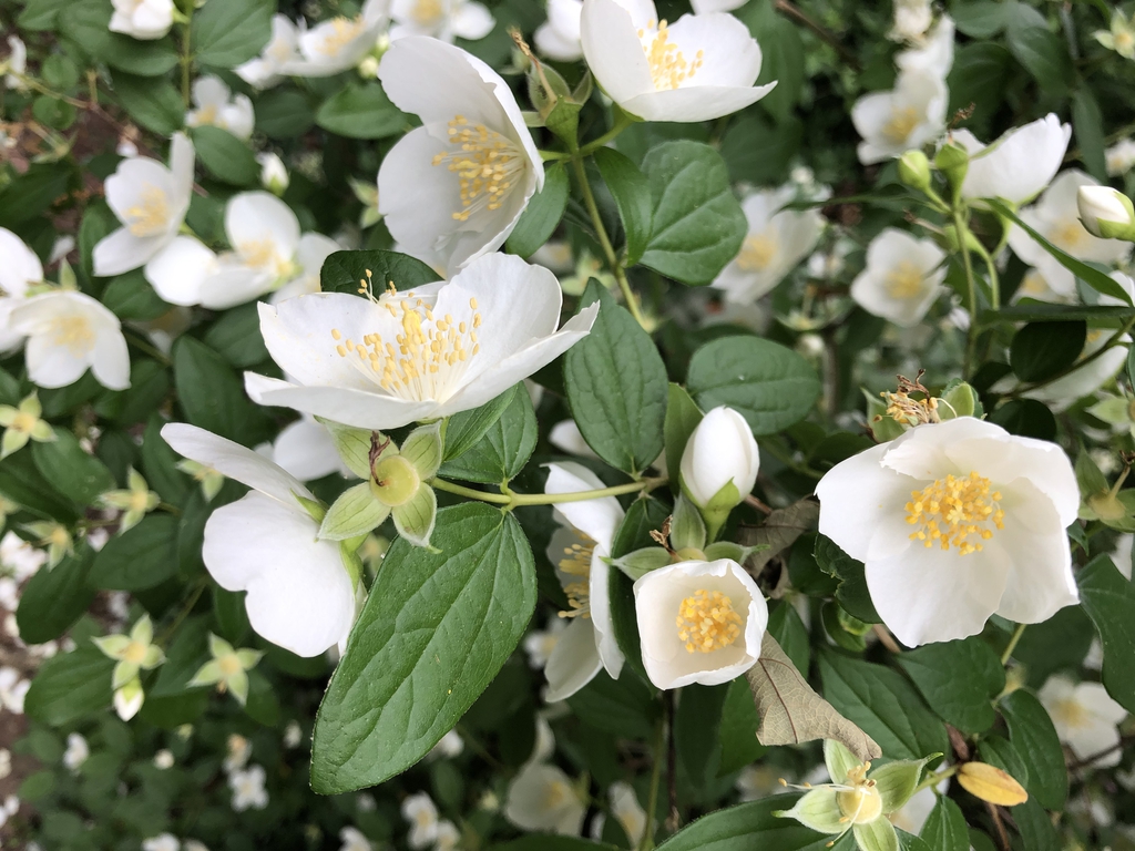 Philadelphus x virginalis
