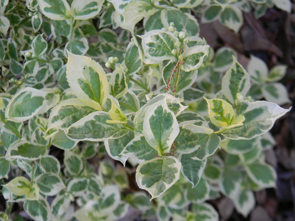 Philadelphus coronarius