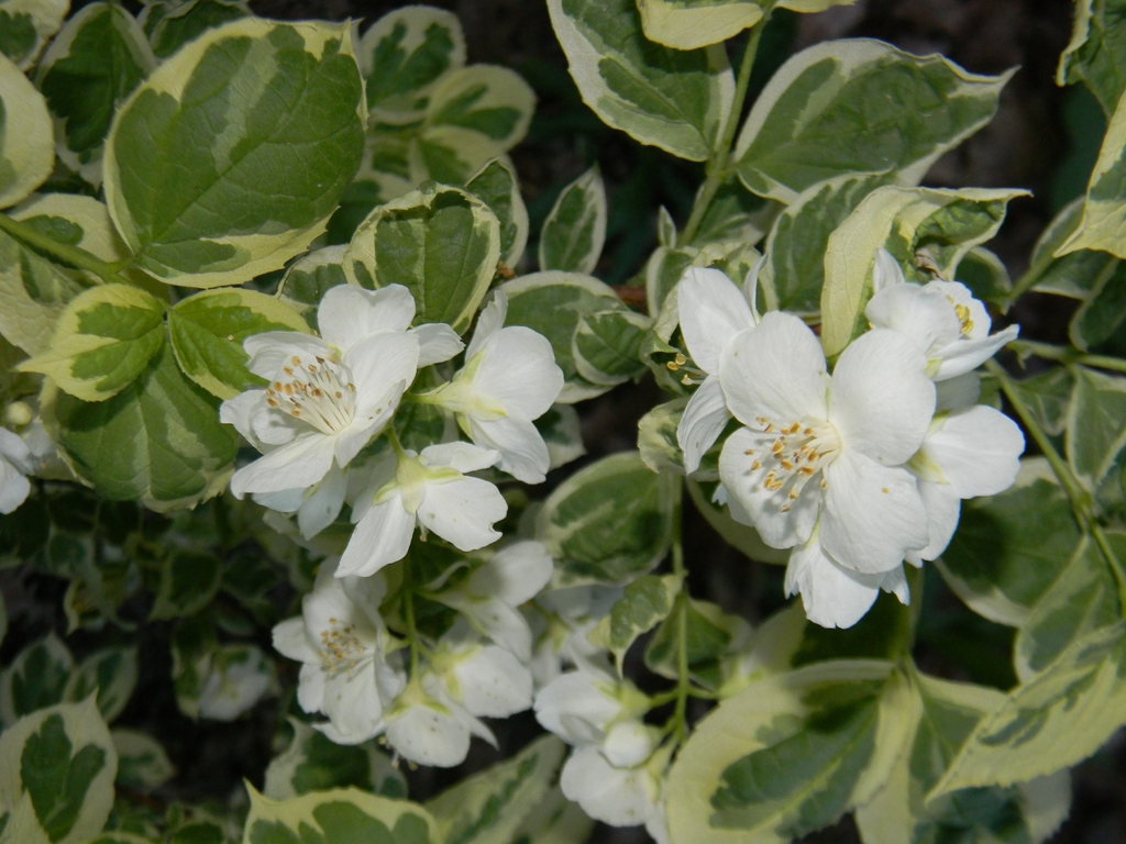 Philadelphus coronarius