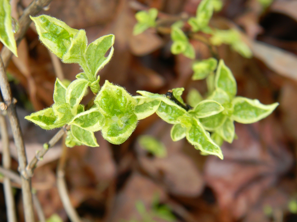 Philadelphus coronarius
