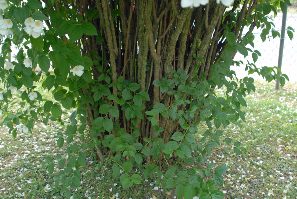Stems