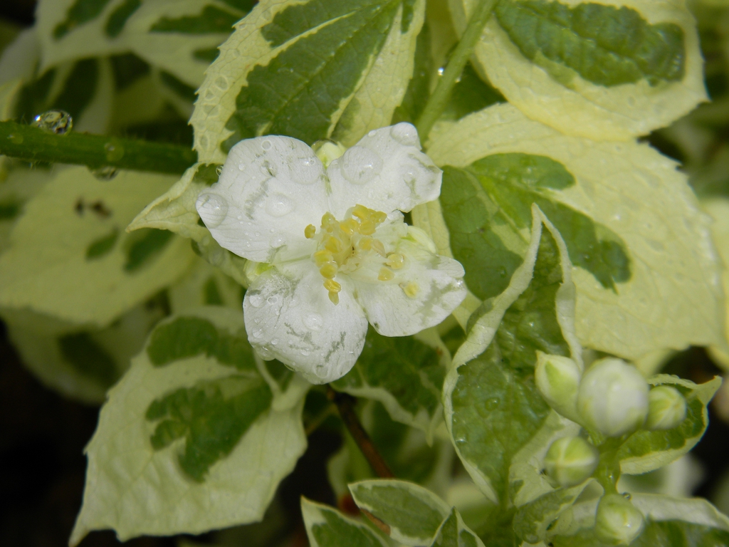 Philadelphus coronarius