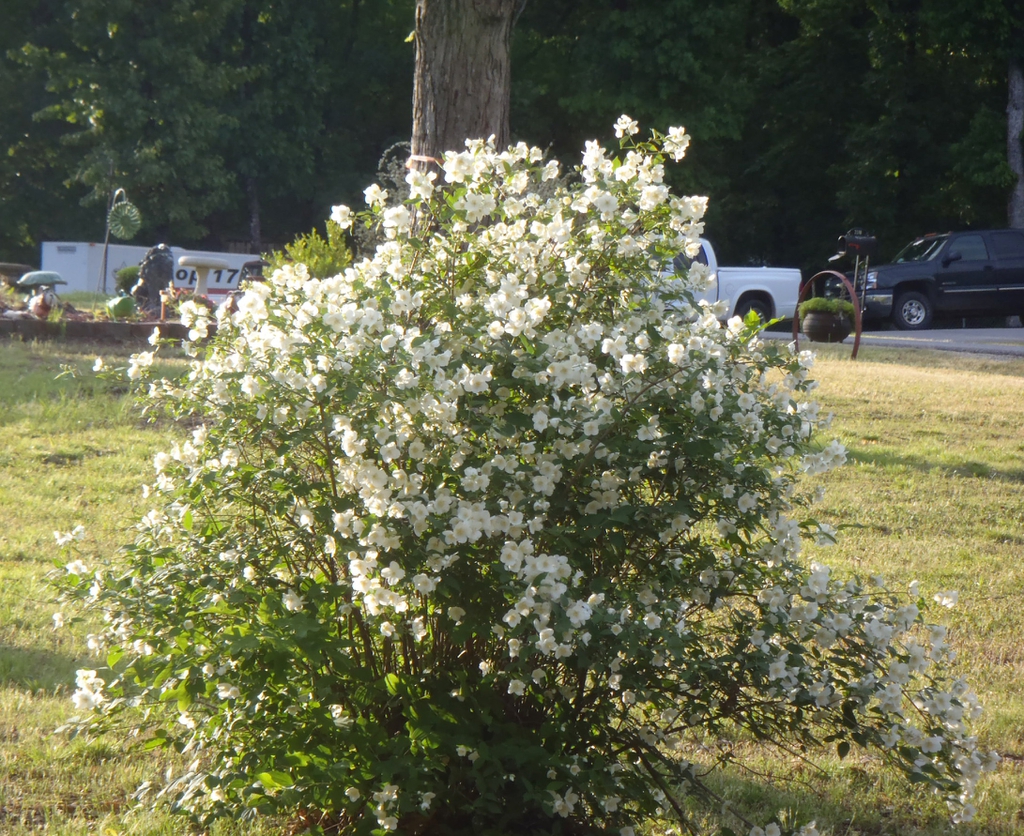 Philadelphus coronarius