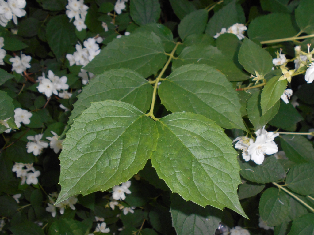 Close up of leaves