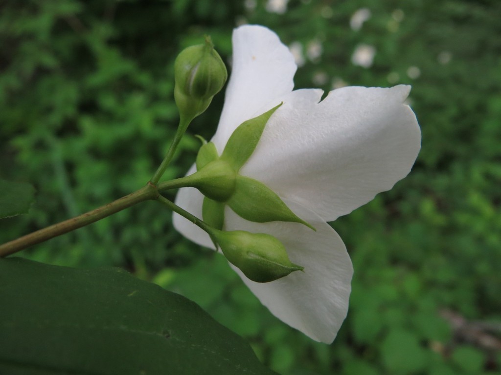 Back of flower