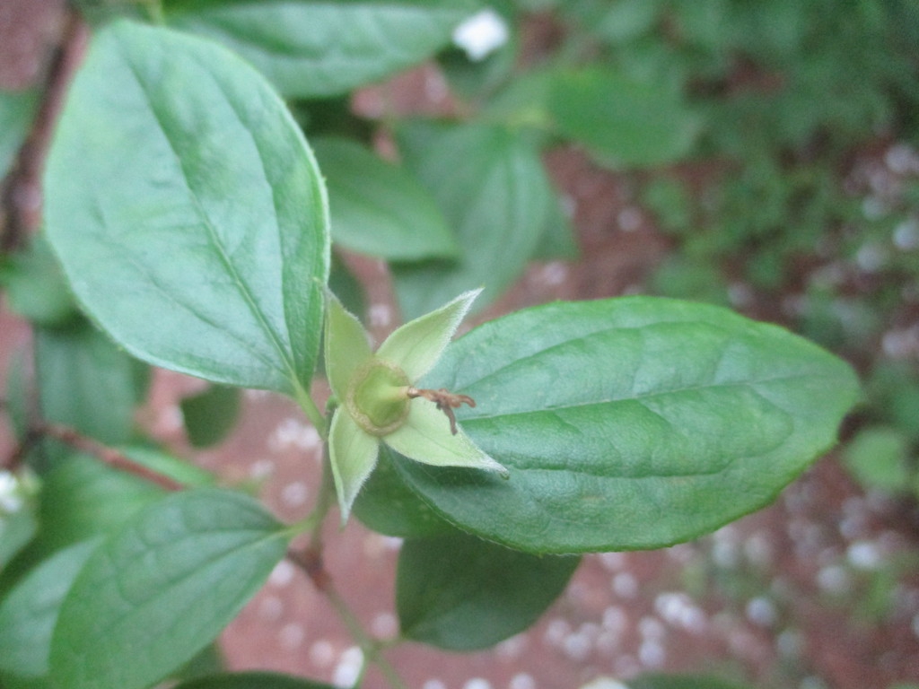 Leaves