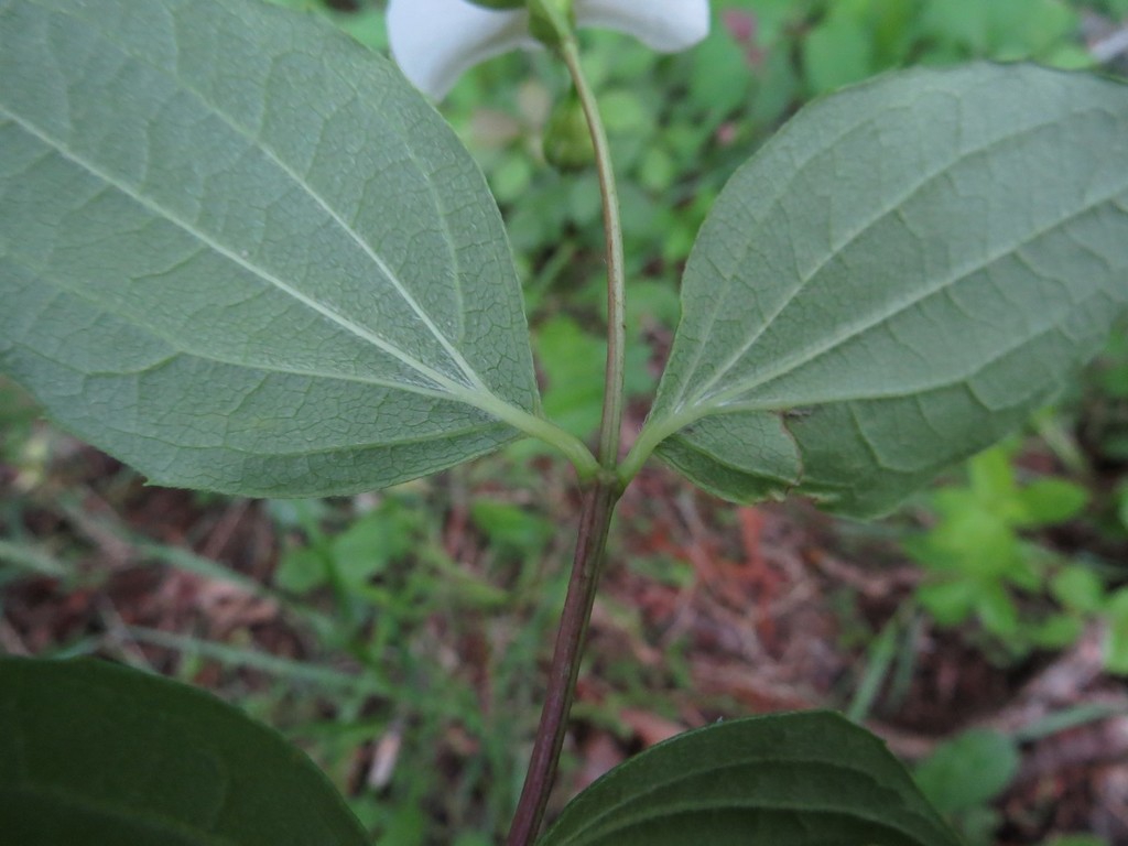 Underside of leaf