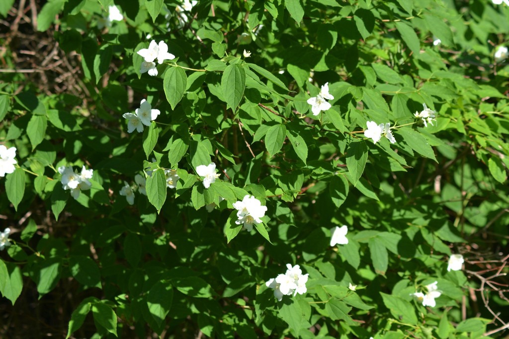 Form