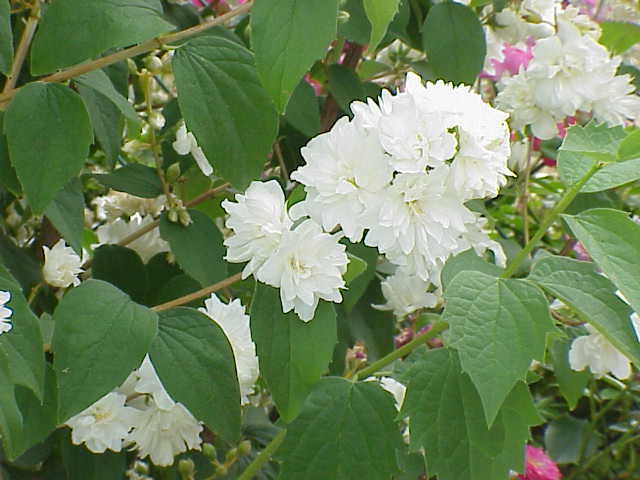 Flower, stem