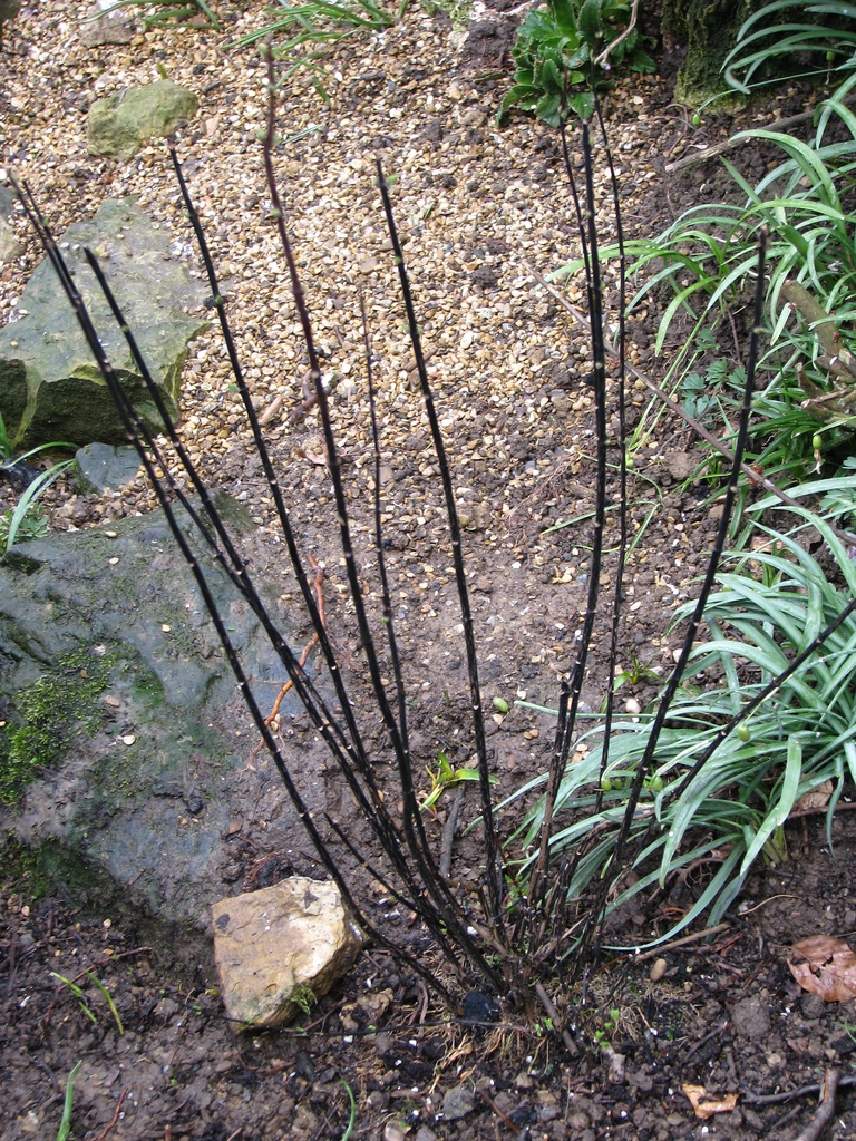 Form