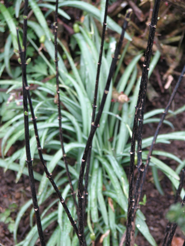 Stem