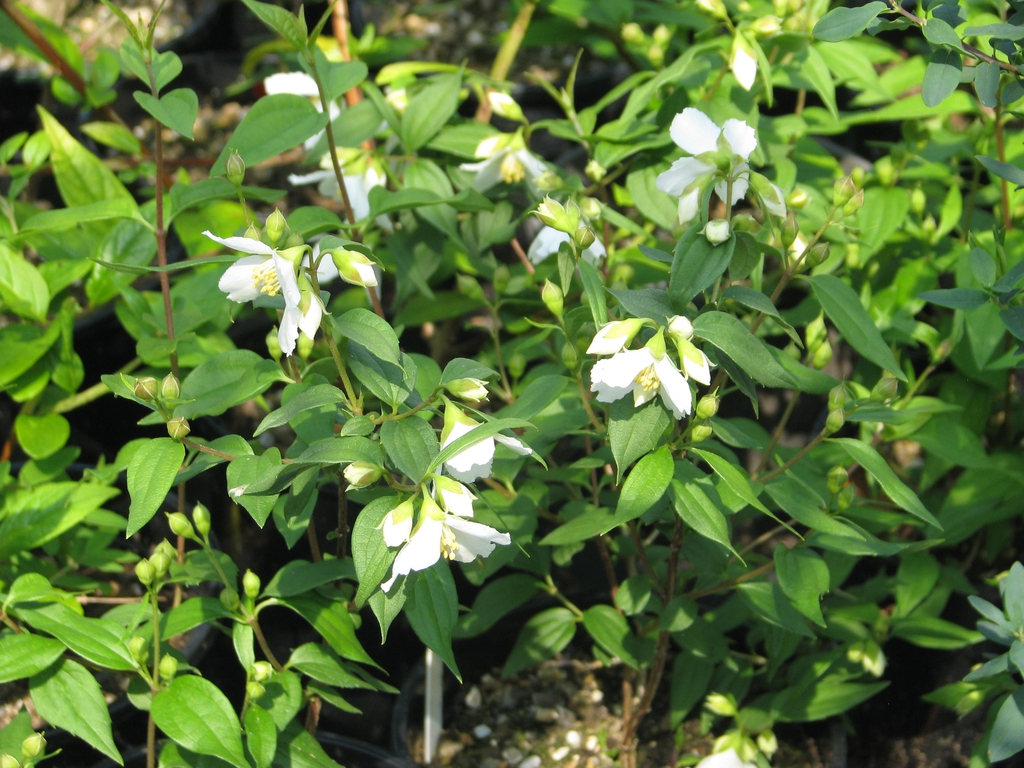 Flower and Leaves