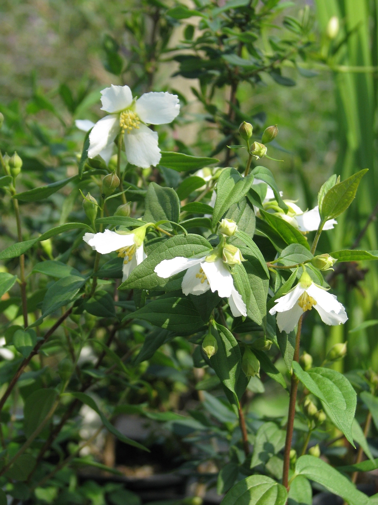Form