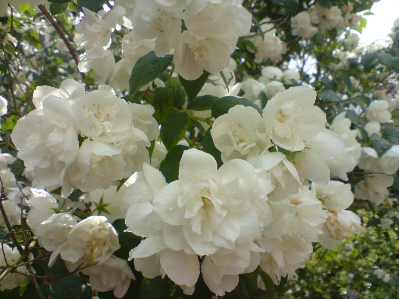 Flowers and Leaves