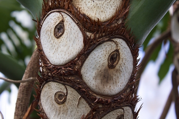 Stem close-up