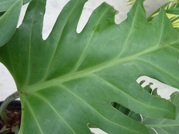 Leaf detail