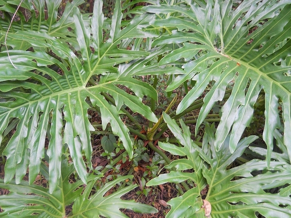 Leaves