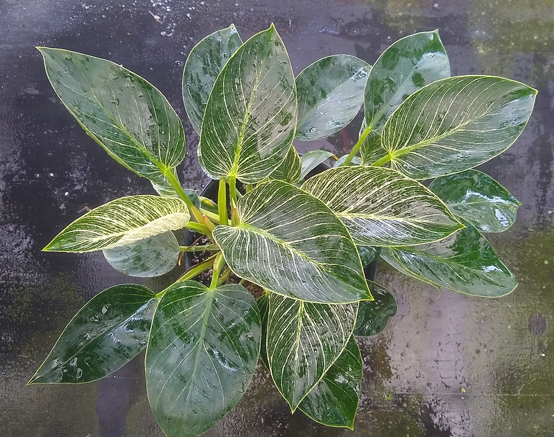 Large leaves with white pinstriped veins