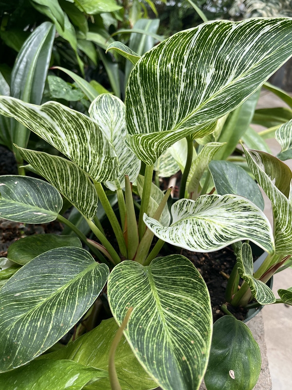 Ovate leaves with fine yellow veins