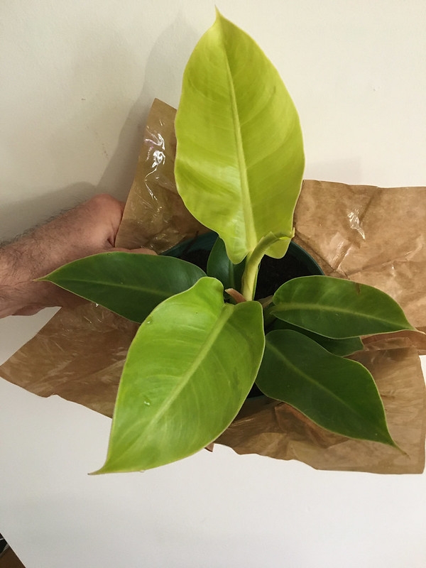 Plant with lime green leaves.
