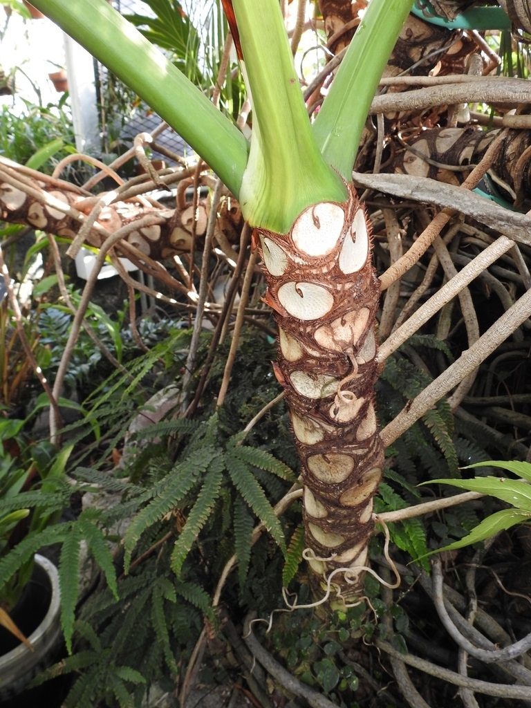 Trunk