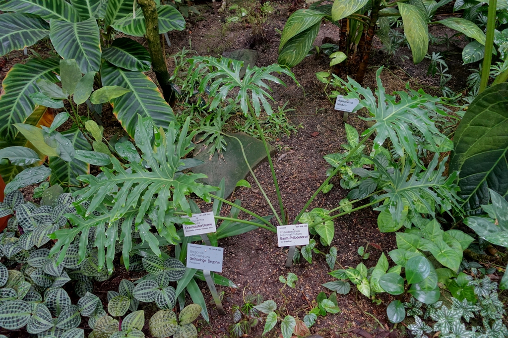 Thaumatophyllum bipinnatifidum