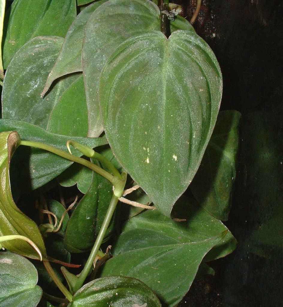 Stem and Leaves