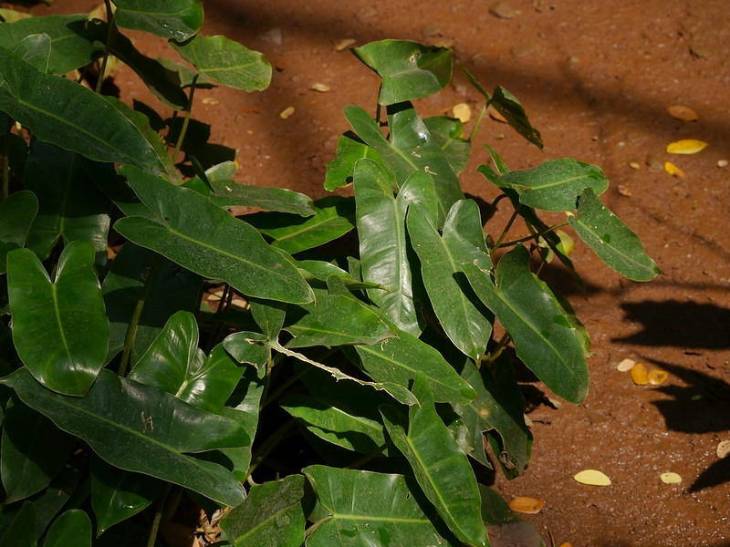 Green foliage of arrowhead-shaped leaves.