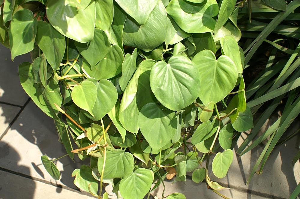 Form