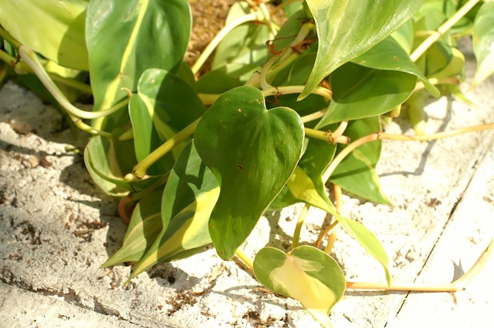 Form