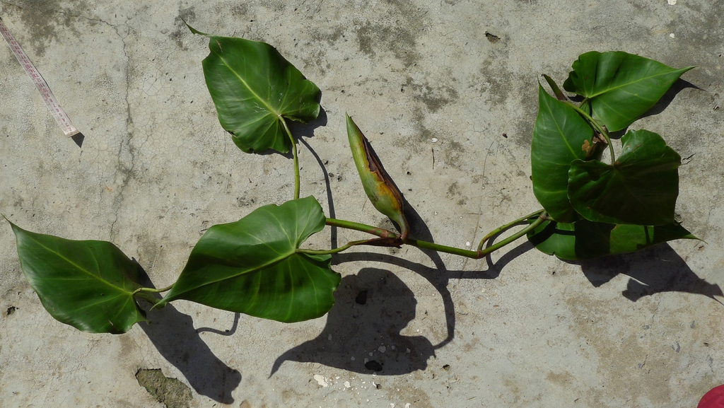 Form