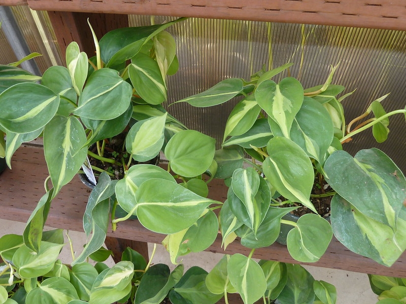 Vining houseplant with heart-shaped leaves bearing a stripe.