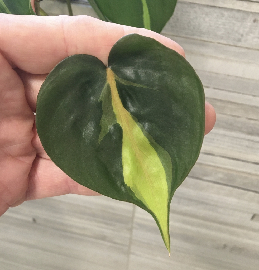 Hand holding a heart-shaped leaf with a yellow-green variegation