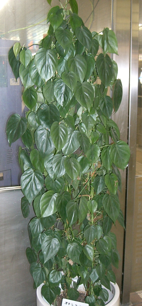 Form