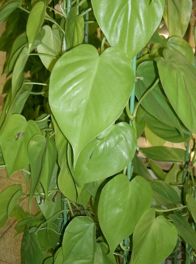 Leaves