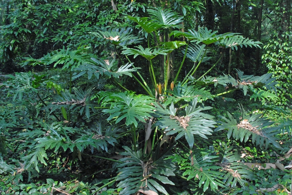 Form