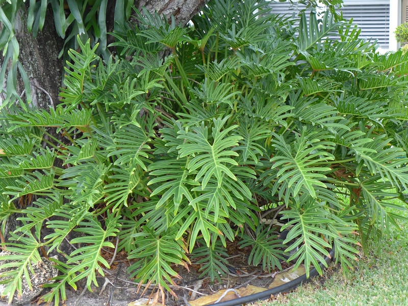 low shrubby aroid with pinnatifid leaves.
