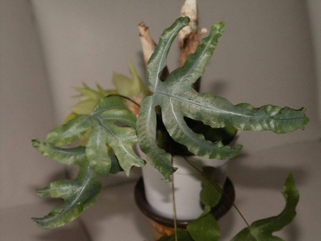 Form