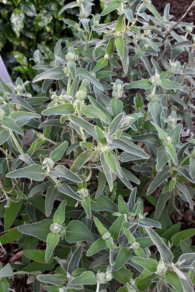 Spring Leaves and Buds