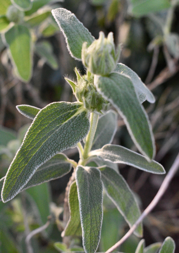 Leaves