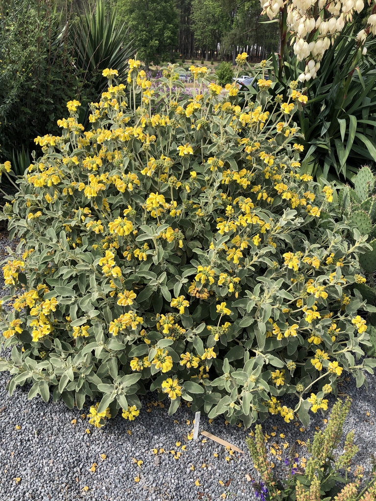 Phlomis fruticosa