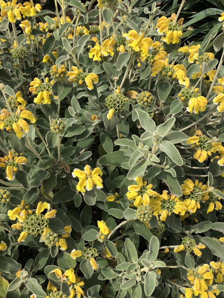 Phlomis fruticosa