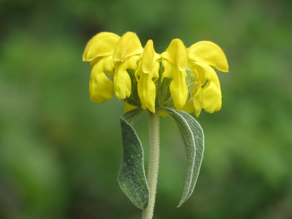 Form