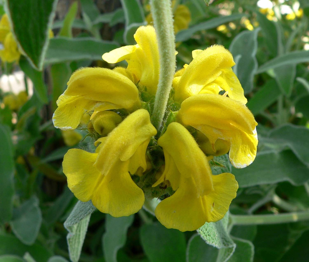 Close up of flower and stem